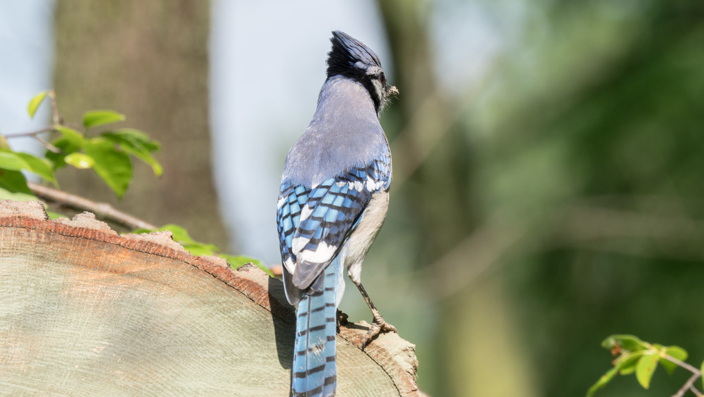 Bluejay by rminer