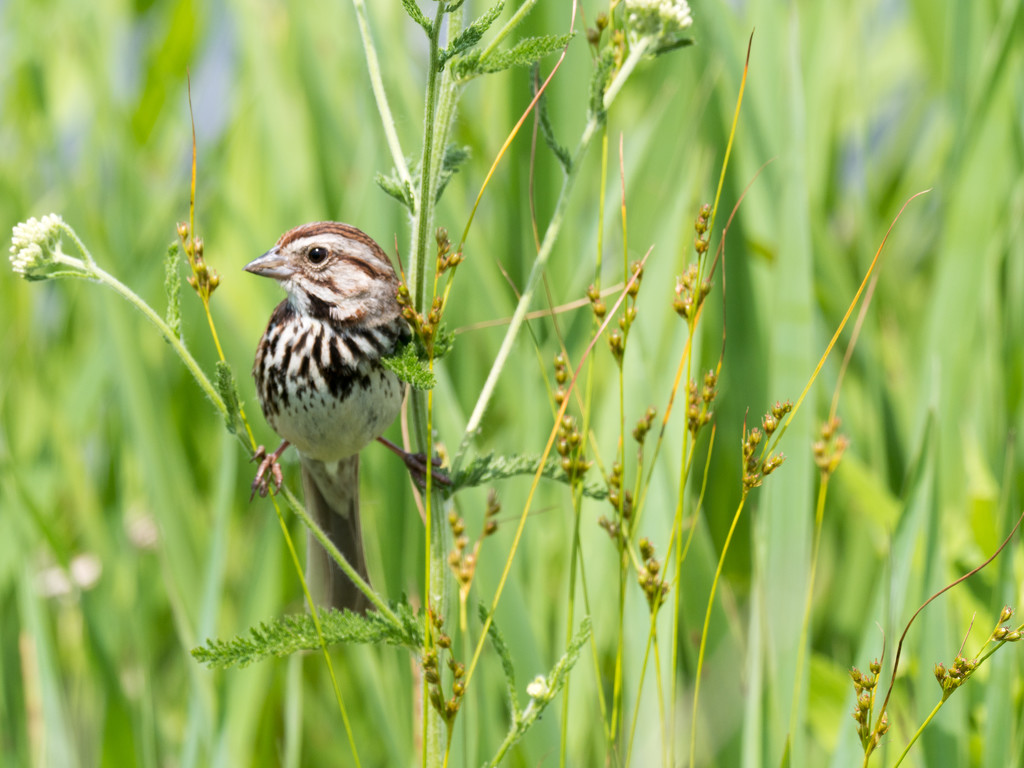 Song Sparrow in the grass by rminer