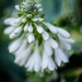 30 days wild hosta bloom 6/15/17 by jackies365