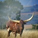 Nguni Cattle......... by ludwigsdiana
