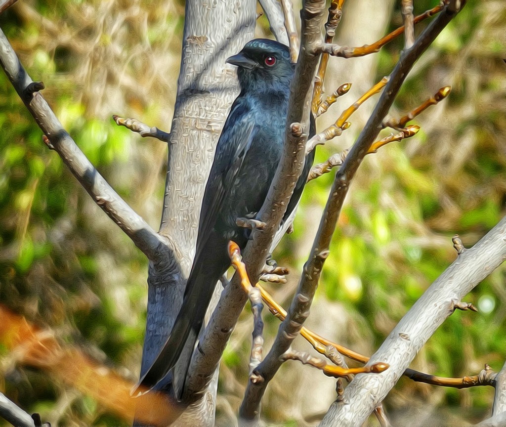 This curious Blackbird......... by ludwigsdiana