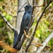 This curious Blackbird......... by ludwigsdiana
