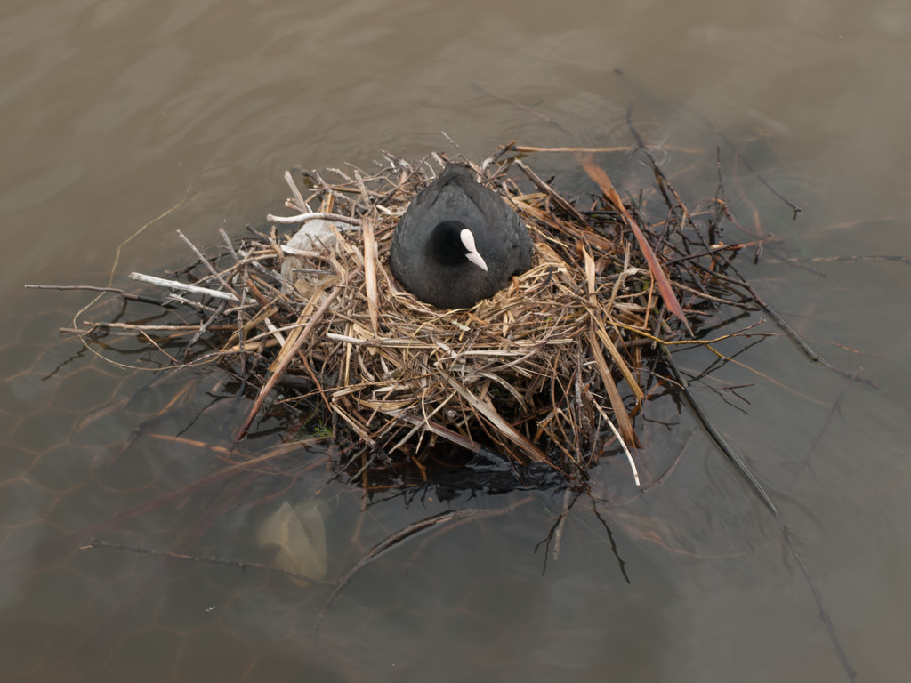 moorhen's nest by josiegilbert