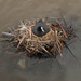 moorhen's nest by josiegilbert