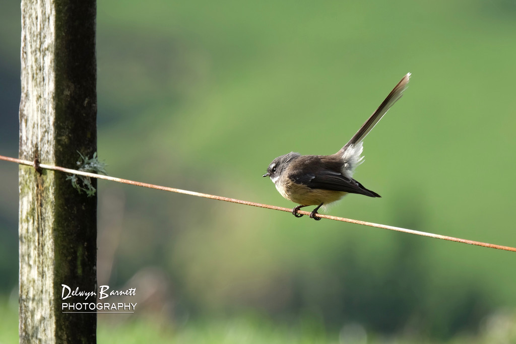 Bird on a Wire ... by dkbarnett