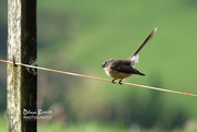 16th Jun 2017 - Bird on a Wire ...