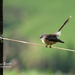 Bird on a Wire ... by dkbarnett
