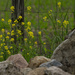 Rocks and Flowers by farmreporter