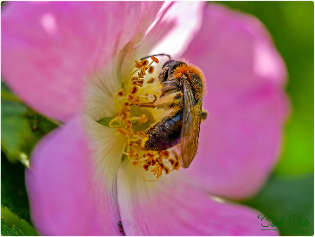Bee And Wild Rose by carolmw