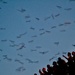The bat flight by louannwarren