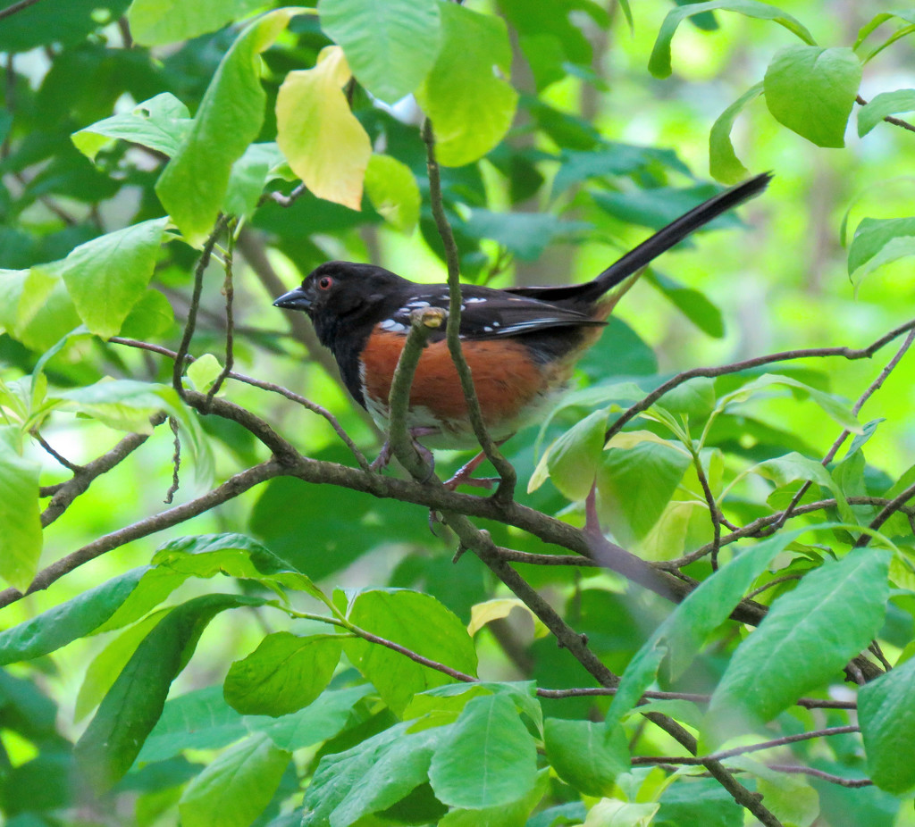 Spotted Towhee  by seattlite
