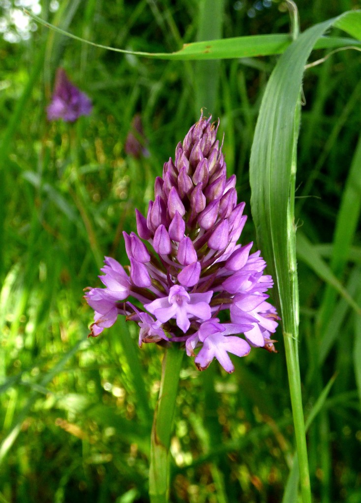 Pyramidal orchid by julienne1