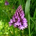Pyramidal orchid by julienne1