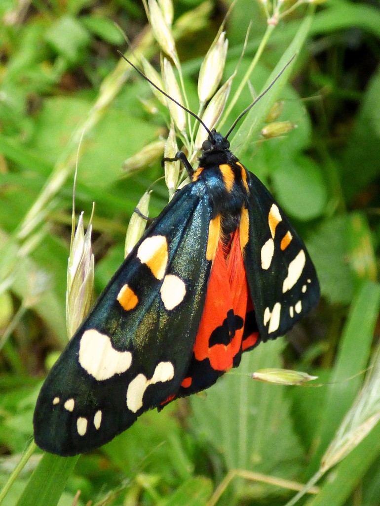 Scarlet Tiger - Callimorpha dominula  by julienne1