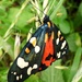Scarlet Tiger - Callimorpha dominula  by julienne1