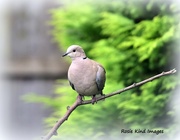 16th Jun 2017 - Collared dove