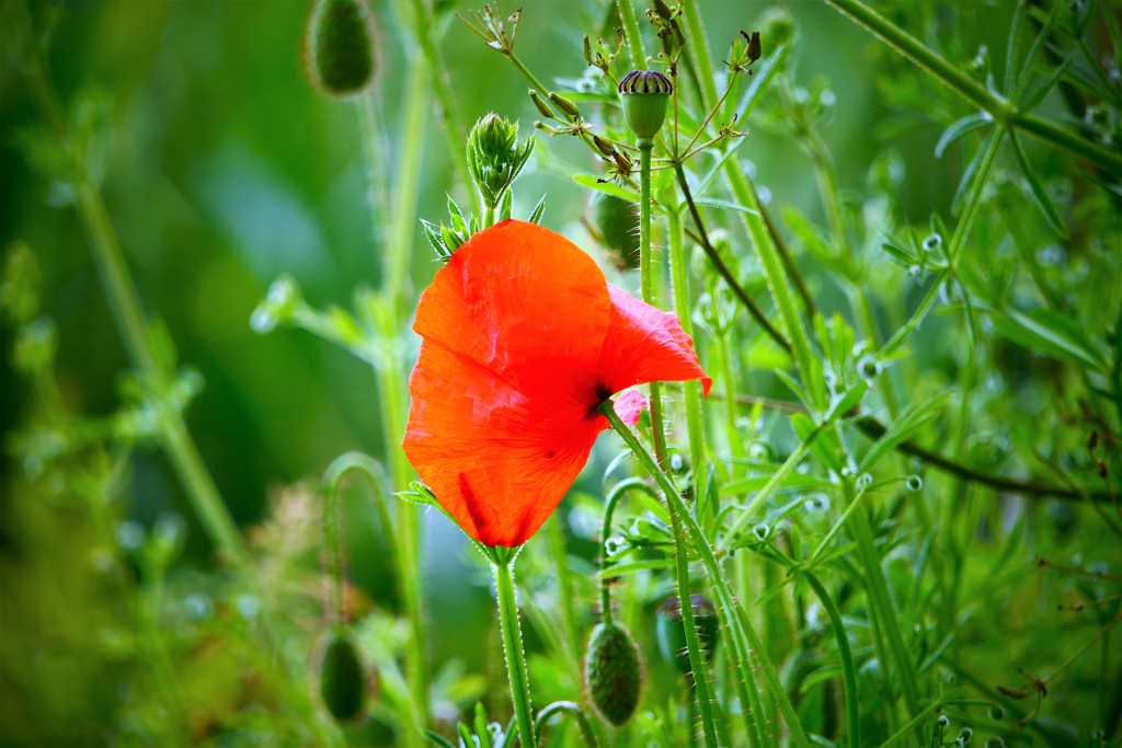 Summer Poppy by carole_sandford