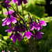 Purple flowers by elisasaeter