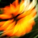 Flower on Fire by judyc57