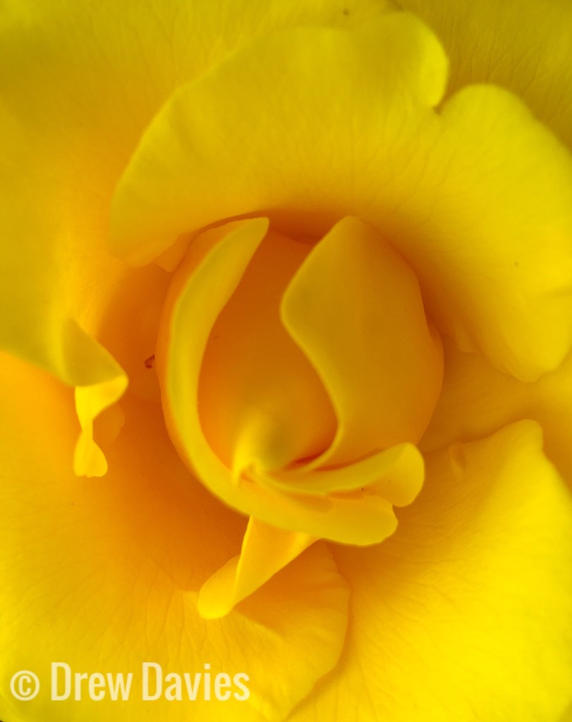 Yellow rose by 365projectdrewpdavies