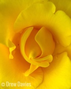 16th Jun 2017 - Yellow rose