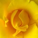 Yellow rose by 365projectdrewpdavies
