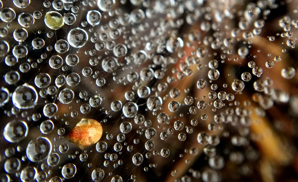 Day 289:  Raindrops on Spiderwebs by sheilalorson