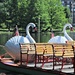 Swan Boats  by deborahsimmerman