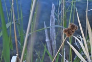 16th Jun 2017 - Burrs and reeds