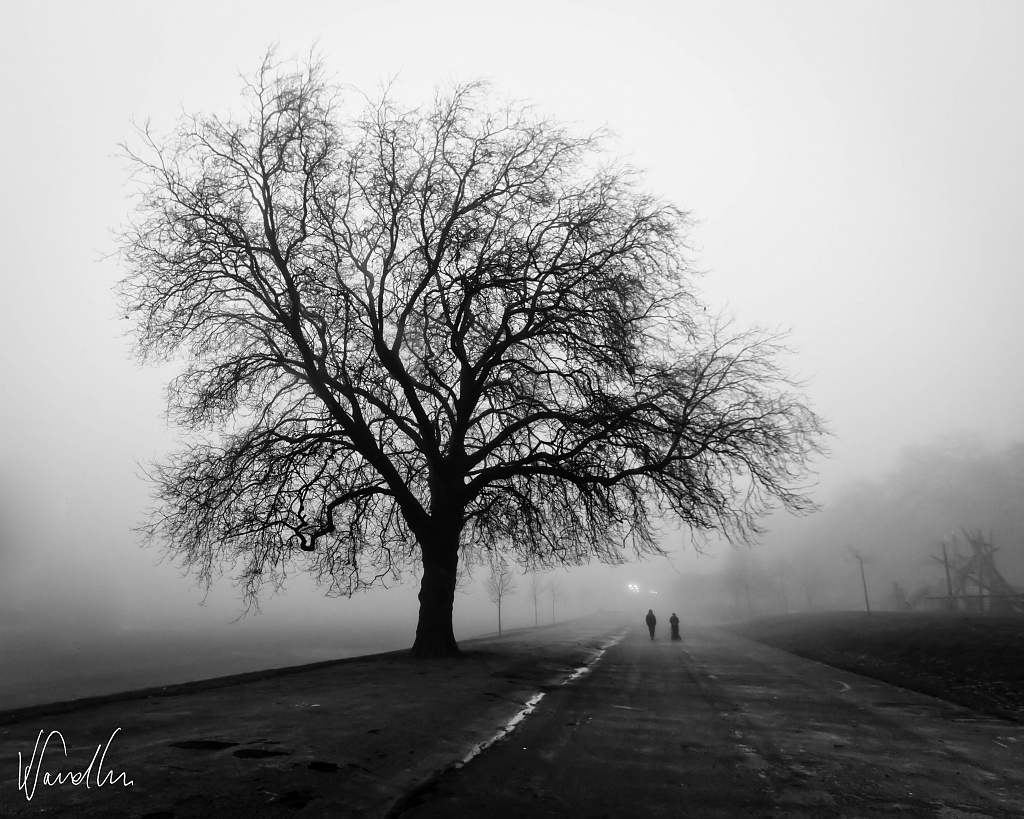 A walk in the mist by vikdaddy