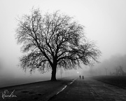 29th Dec 2010 - A walk in the mist