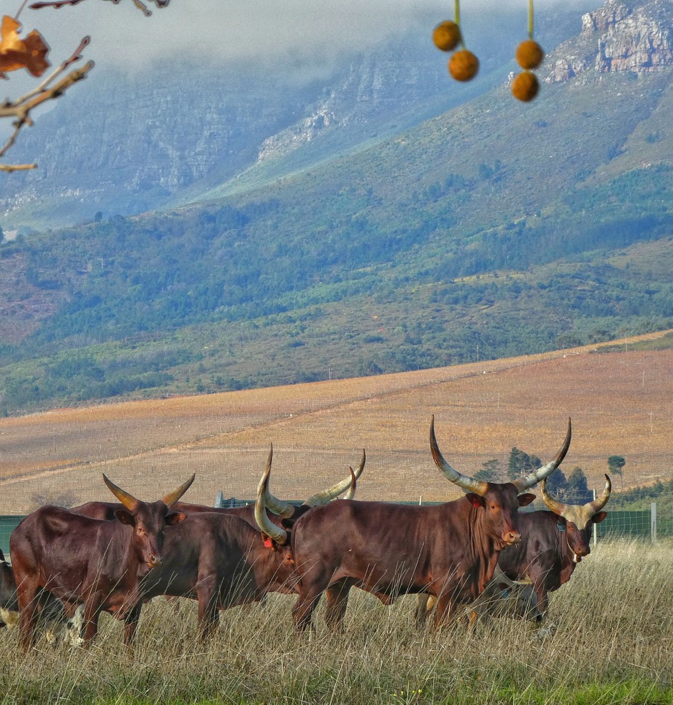 Some more Nguni cattle on the slopes of the Helderberg....... by ludwigsdiana