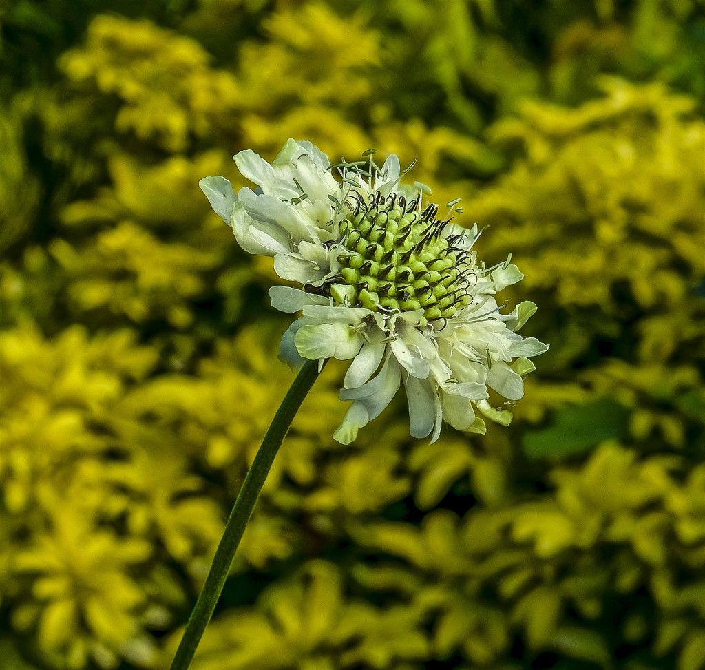 Scabiosa. (Pincushion Flower) by tonygig
