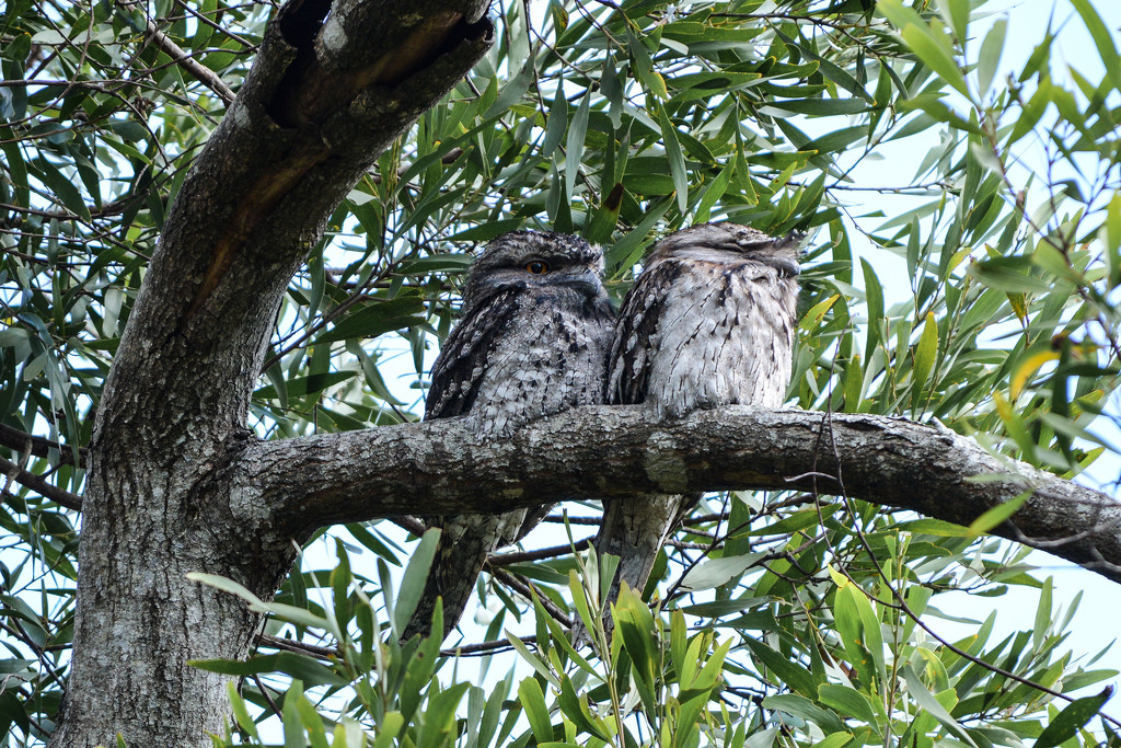 Tawny frogmouths by jeneurell