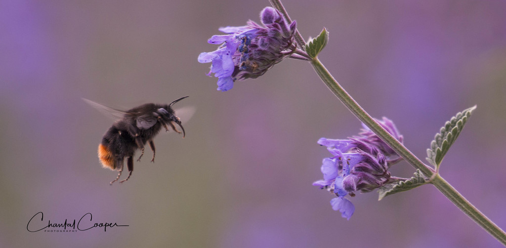 Bee-eautiful by shepherdmanswife