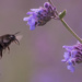 Bee-eautiful by shepherdmanswife