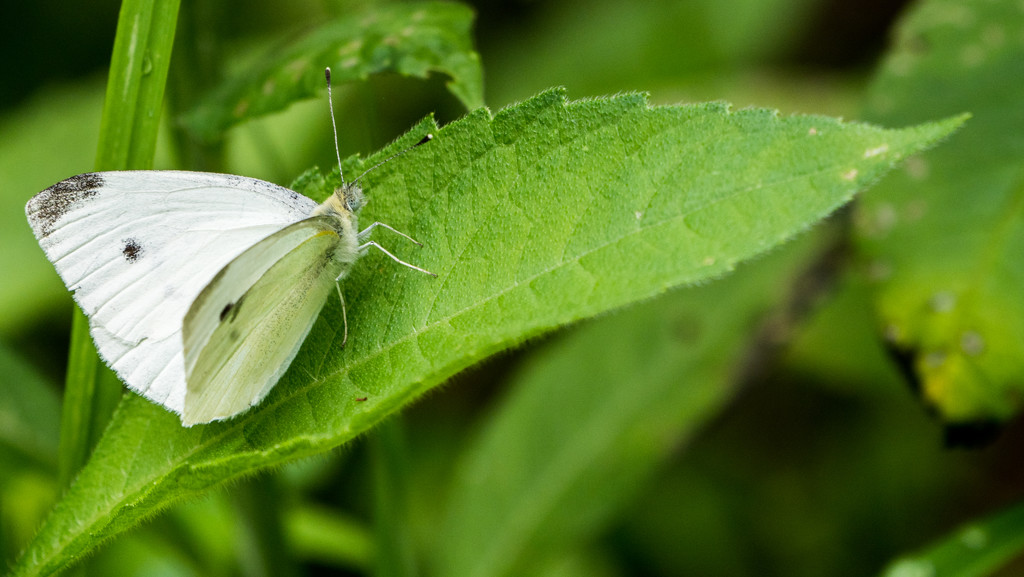 Cabbage Butterfly by rminer