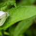 Cabbage Butterfly by rminer