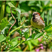 House Sparrow by carolmw