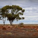 The Nullabor by yorkshirekiwi