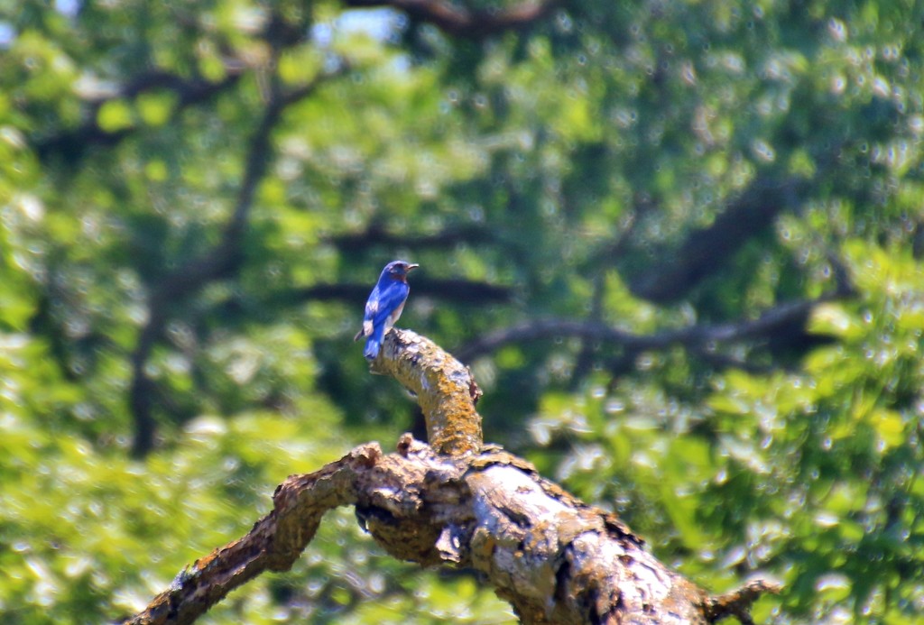 bluebird by lynnz