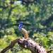 bluebird by lynnz