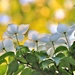 dogwood by lynnz