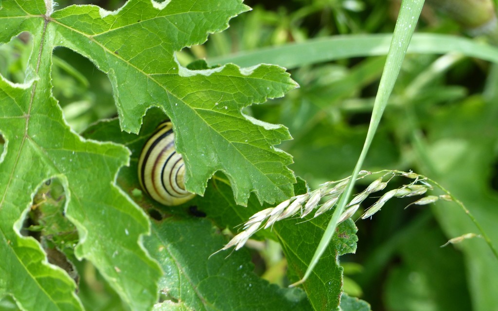 Hidden Snail by g3xbm