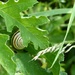 Hidden Snail by g3xbm