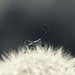 Poofy Bug by juliedduncan