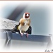 Goldfinch Gutted. by ladymagpie
