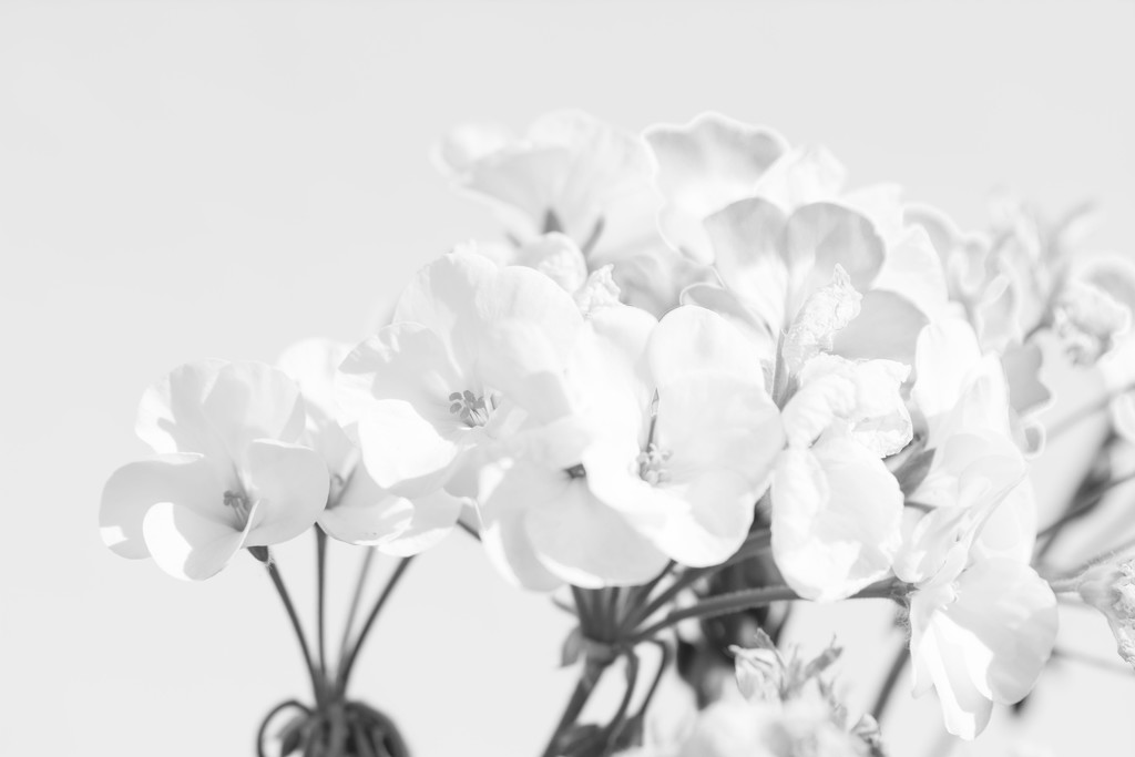 geraniums by rumpelstiltskin