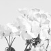 geraniums by rumpelstiltskin