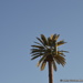 Palm Tree Cell phone mast by motorsports